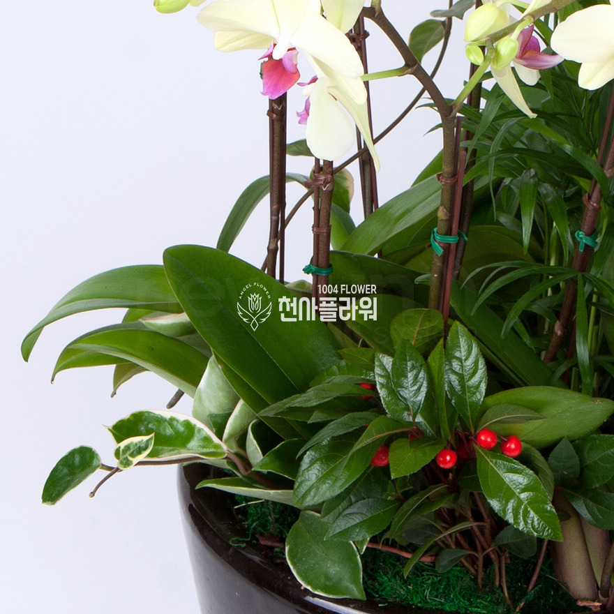 상세이미지