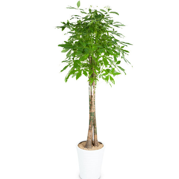 사기화분파키라 553h