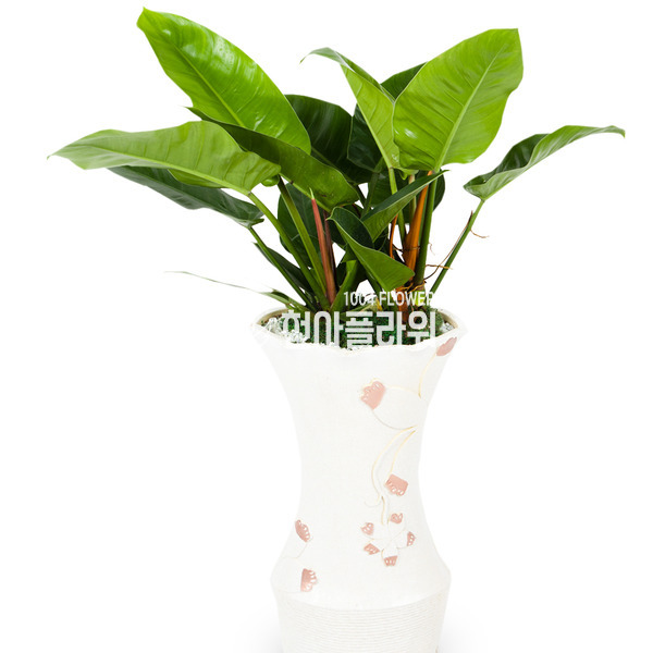 콩고