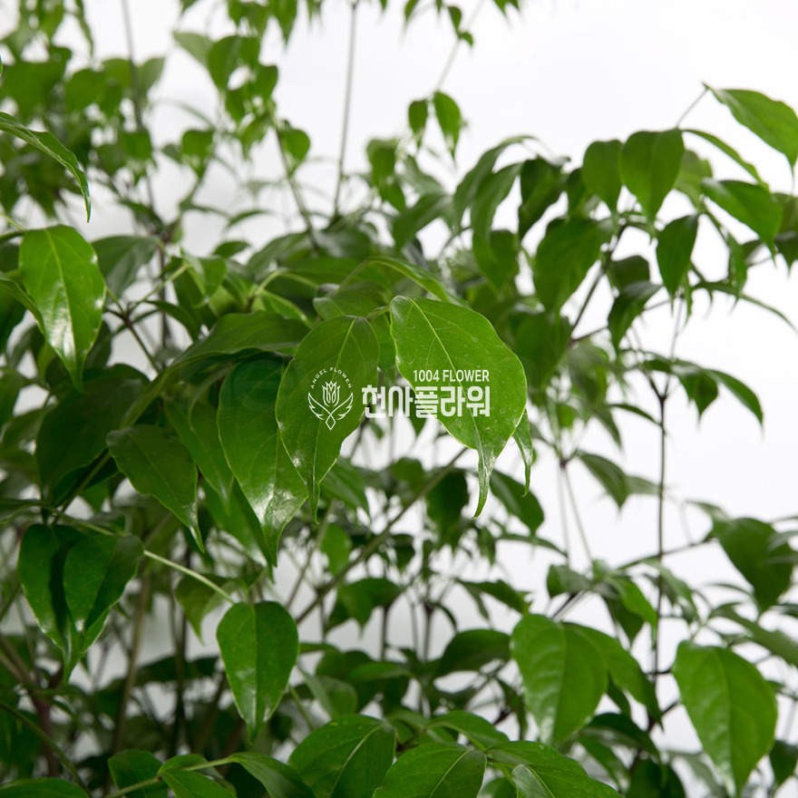상세이미지