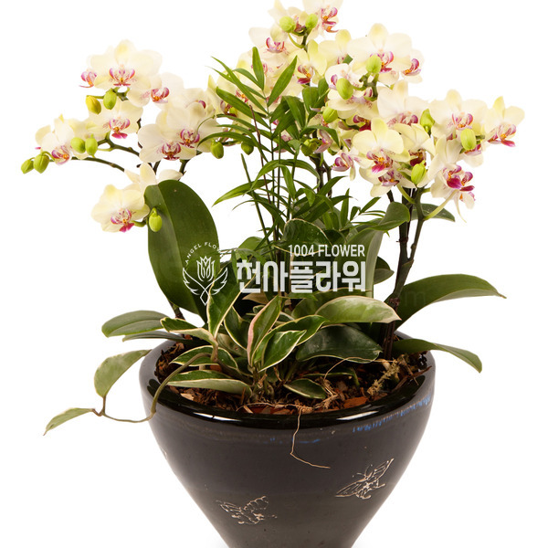 미니호접란