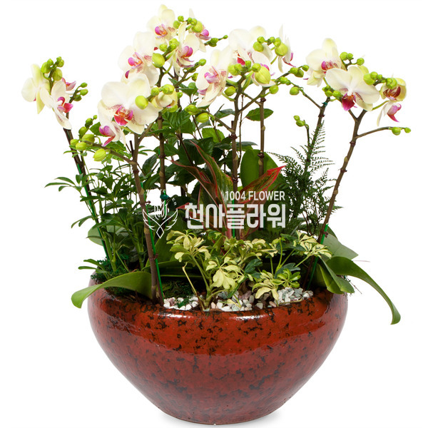 혼합미니호접란