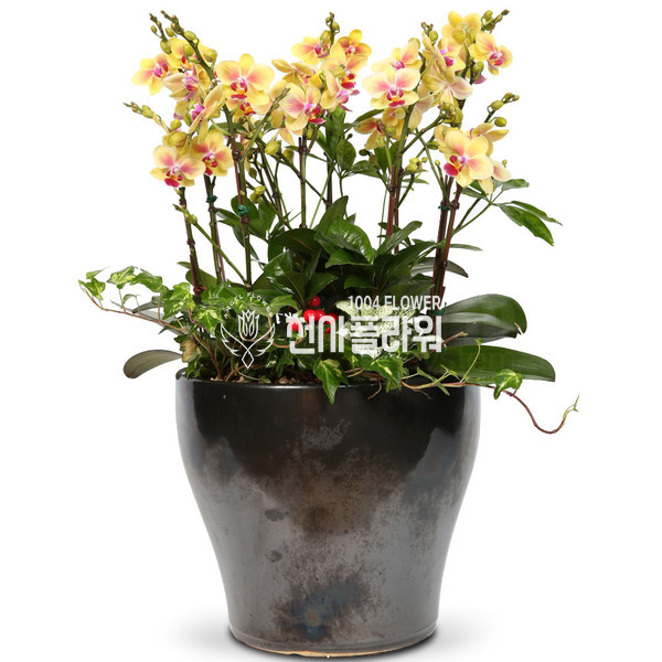 호접란f6005