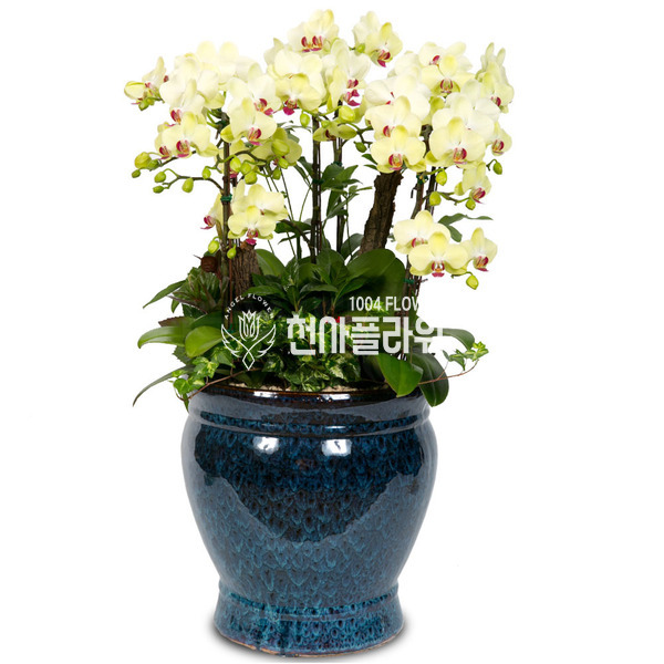 포춘-원형고급분
