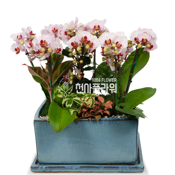 마음을 담은 서양란