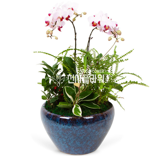 서양란20