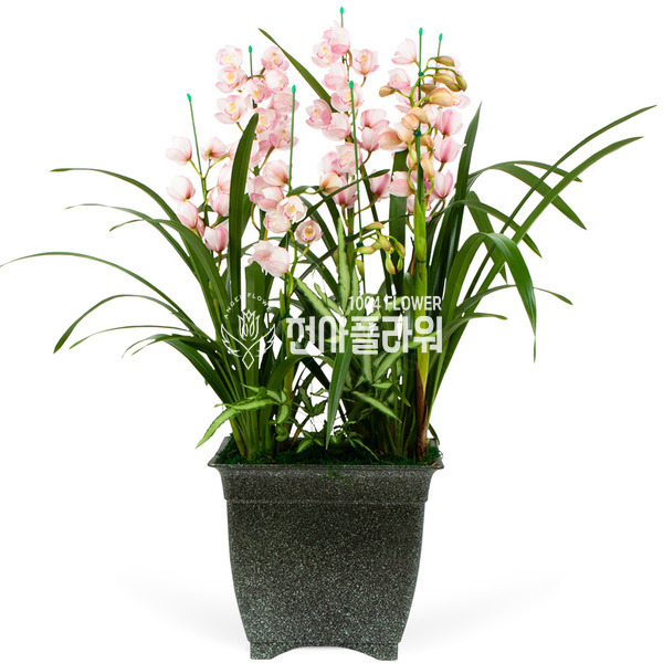 서양란26(大)