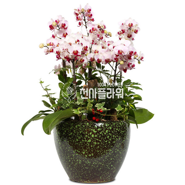 미니호접-원형사기분