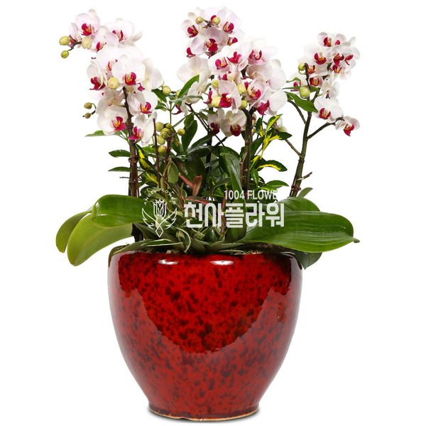화이트호접란
