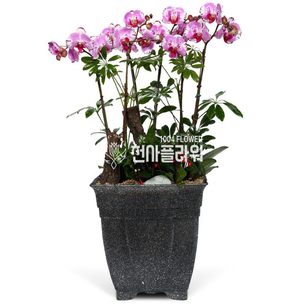 호접란f6033