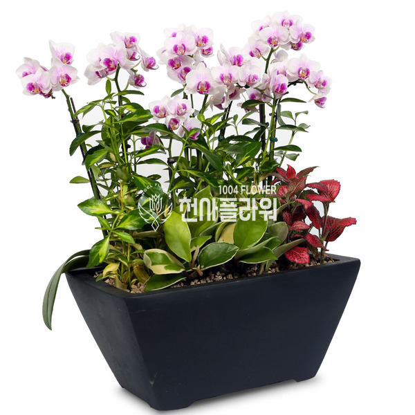 핑크호접 사각분
