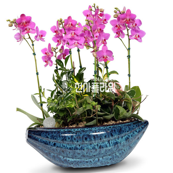 호접란f6048