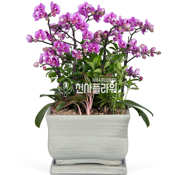 호접란 f3001