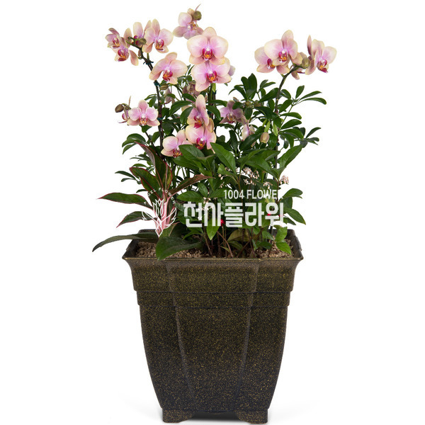 호접란 f5501