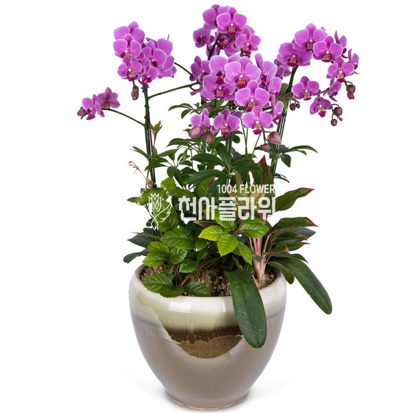 미니호접-웨딩