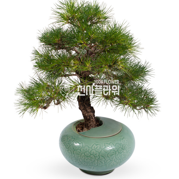 해송분재17